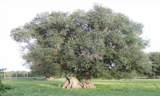 L'ulivo