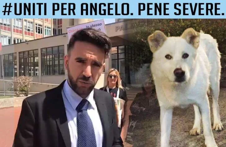 Pene più severe per chi maltratta gli animali