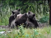 Il M5S e l'orsa Daniza