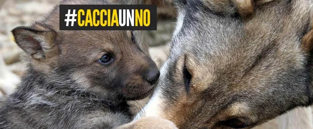 Un piano per uccidere il lupo, #CacciaunNO