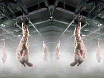 Carne da macello
