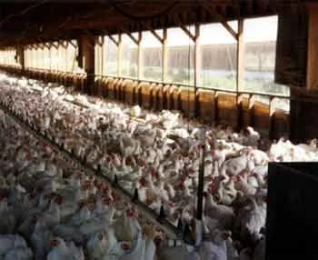 Influenza aviaria: tutto sotto controllo