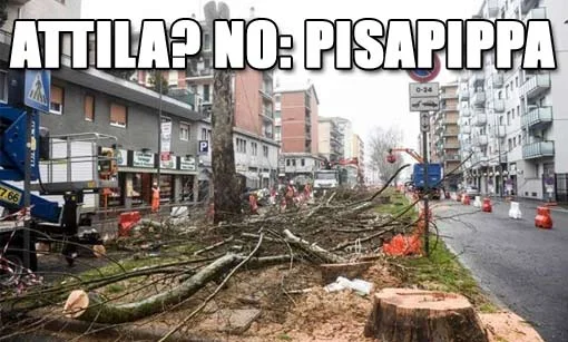 La distruzione degli #alberi di Milano continua
