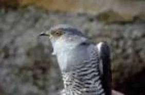 I cuculi aziendali