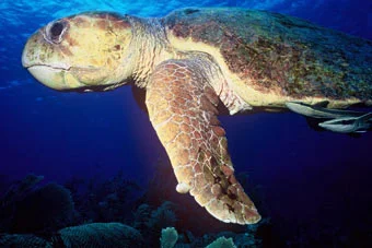 Pesca sostenibile