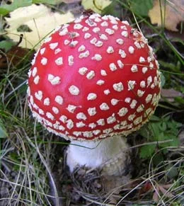 Cadaveri trifolati