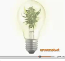 Alcool batte cannabis