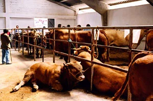 Più Stato e meno mercato delle vacche