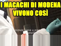 Salviamo i macachi dello Stabulario di Modena