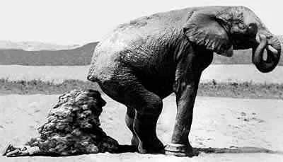 L'elefante