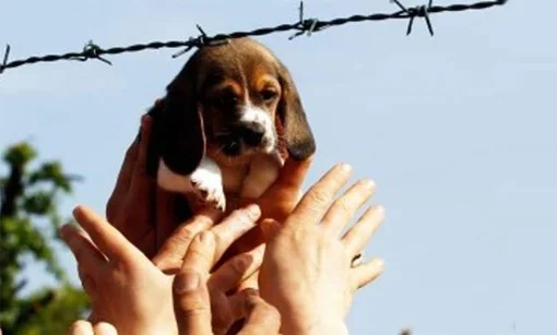 4 anni per aver liberato i #beagles