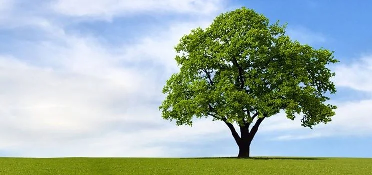 Per fare il futuro ci vuole un albero