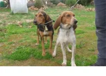 Carrettoni e i bracconieri