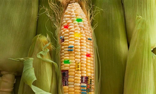 USA: Vietato vietare gli OGM