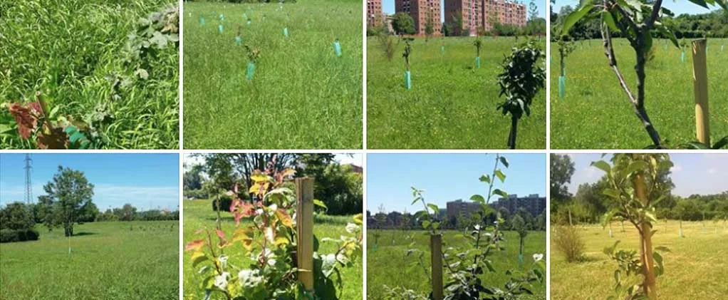Gli alberi del MoVimento per Milano