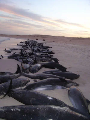 La guerra ai delfini di Capoverde