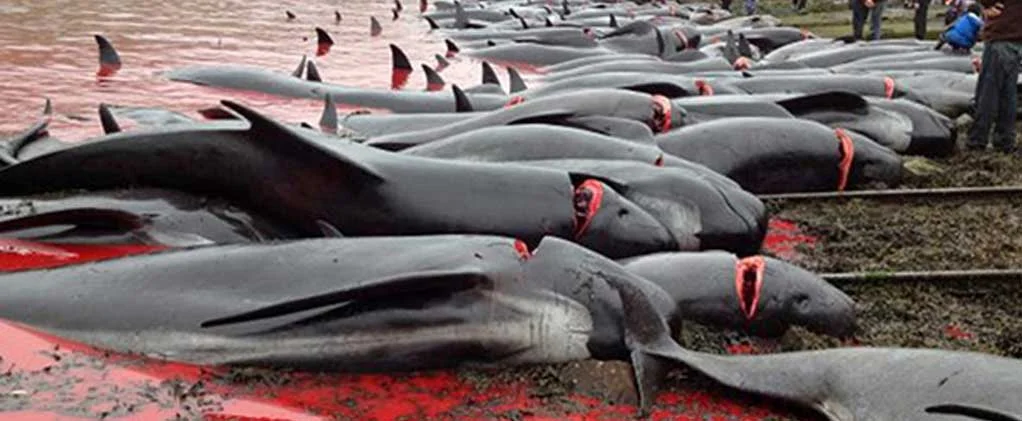 Fermiamo la strage di balene