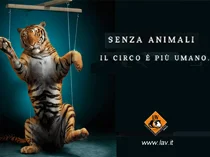 La mozione M5S vieta l'utilizzo di animali nei circhi a Milano