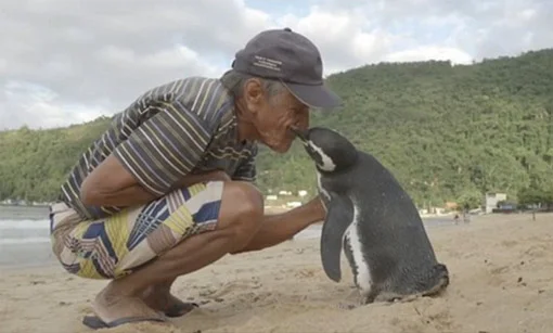 Un pinguino per amico