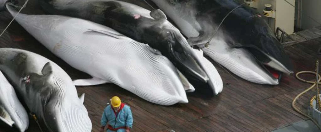 Il Giappone prepara una strage di balene