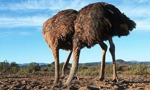 Gli struzzi del Primo Maggio
