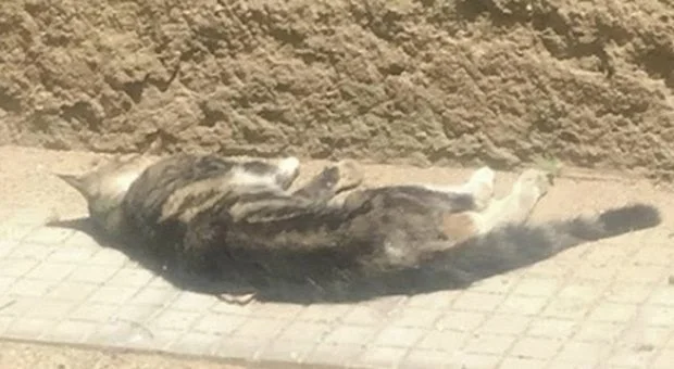 Chi uccide un animale è una persona senz'anima