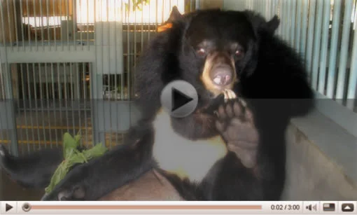 Orso Grillo