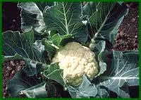 Il cavolfiore gigante