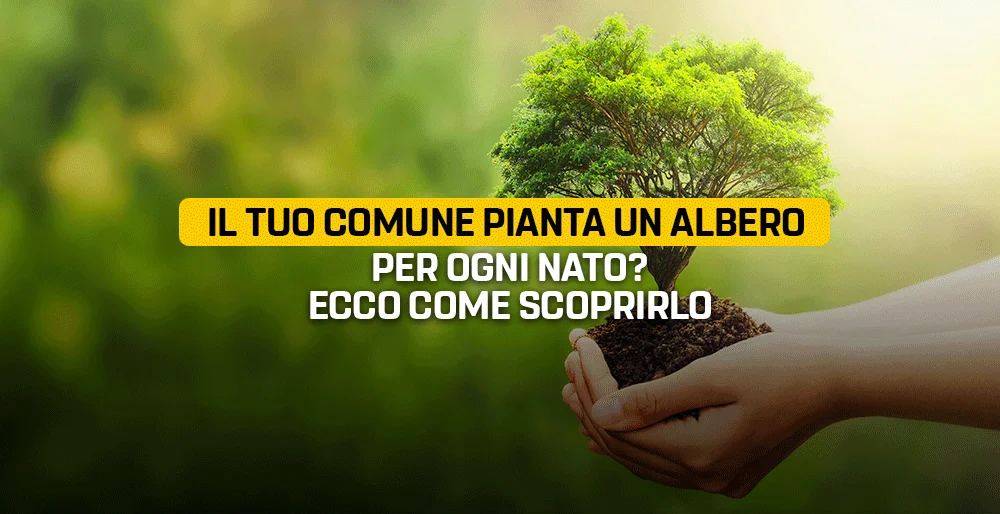 Il tuo Comune pianta un albero per ogni nato? Ecco come scoprirlo