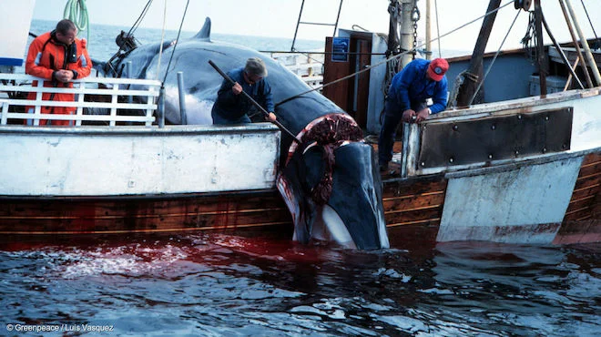L'Europa è complice del massacro delle balene in Norvegia